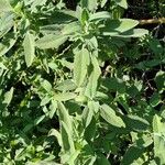 Salvia fruticosa Leaf