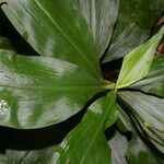 Tradescantia zanonia List