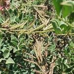 Indigofera schimperi 果實