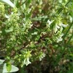 Stachys annua Folla