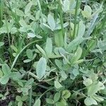 Trifolium pratense পাতা