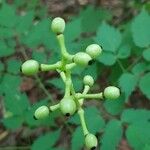 Actaea pachypoda Vaisius