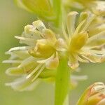 Tofieldia calyculata Flor
