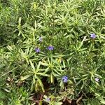 Glandora diffusa ᱥᱟᱠᱟᱢ