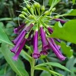 Iochroma cyaneum Blomma