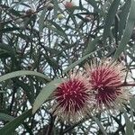 Hakea laurina Φρούτο