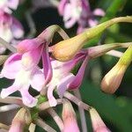 Epidendrum atacazoicum Blomst