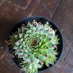 Sempervivum calcareumLeaf