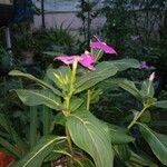 Catharanthus roseus花