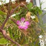 Eudianthe coeli-rosa Flower