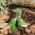 Quercus virginiana برگ