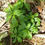 Talinum fruticosum Leaf