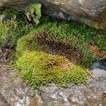 Alchemilla holosericea Хабит