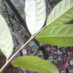 Dacryodes nitens Leaf