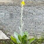 Verbascum rotundifolium Fiore