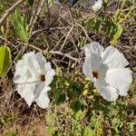 Ipomoea arborescens Flower