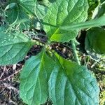 Salvia lyrata Leaf