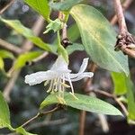 Lonicera fragrantissima Flor