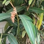 Alpinia zerumbet Ліст