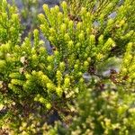 Erica reunionensis Feuille