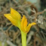 Bulbophyllum auriflorum Õis