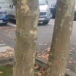 Platanus x hispanica 樹皮