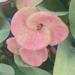 Euphorbia milii Bloem