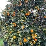 Citrus japonica ഇല