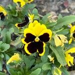 Viola × wittrockiana Blomma