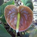 Anthurium andraeanum Flower