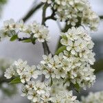 Pyrus bretschneideri Цвят