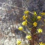 Saxifraga aizoides Blüte