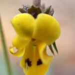 Viola scorpiuroides Flor