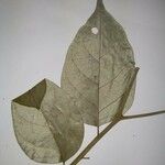 Geissospermum argenteum Blatt