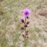 Liatris scariosa Kukka