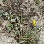 Sonchus bulbosus Alkat (teljes növény)