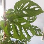 Monstera adansoniiЛист