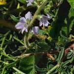 Veronica officinalis Arall