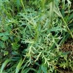 Gilia achilleifolia Hoja