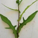 Lactuca canadensis 葉
