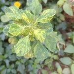 Acalypha indica Leaf