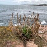 Plantago coronopusFlor