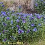 Buglossoides gastonii 形態