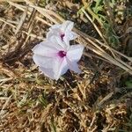 Ipomoea mombassana Flower