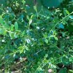 Vaccinium myrsinites ഇല