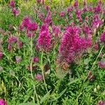 Trifolium purpureum Kwiat