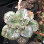 Echeveria angustifolia 葉
