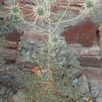 Echinops echinatus Other