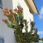 Protea neriifoliaBlad