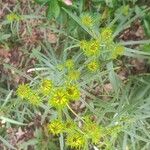 Helianthus angustifolius Fiore